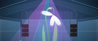 Galanthus - Rave in the Jungle - 1/1